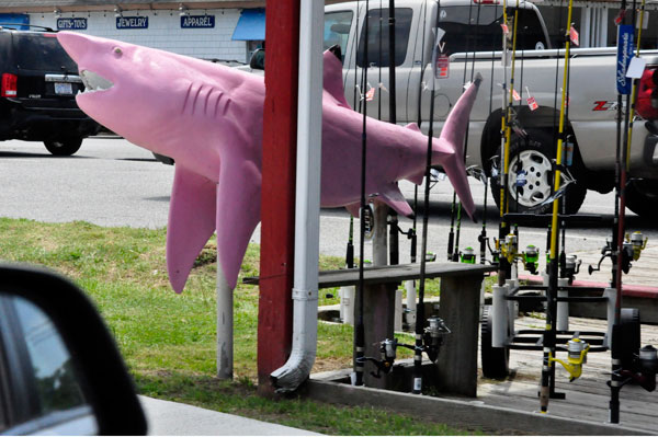 pink shark in Duck, NC